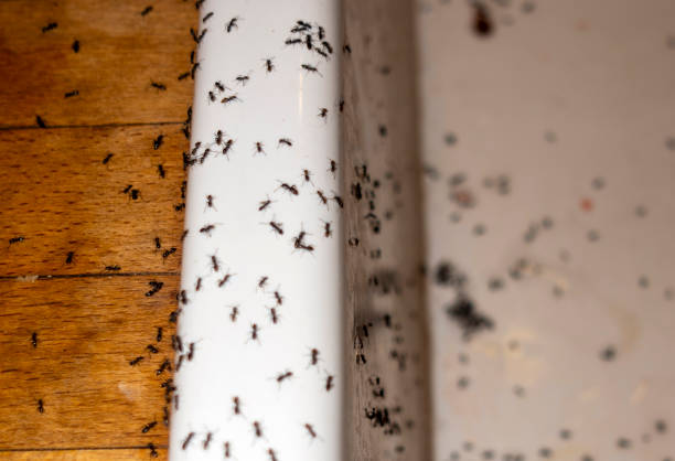 Best Pest Removal Services  in Southern Gateway, VA